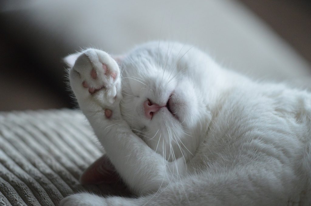 Chat mignon illustratrant les témoignage de clients sattisfaient suite à une communication animale