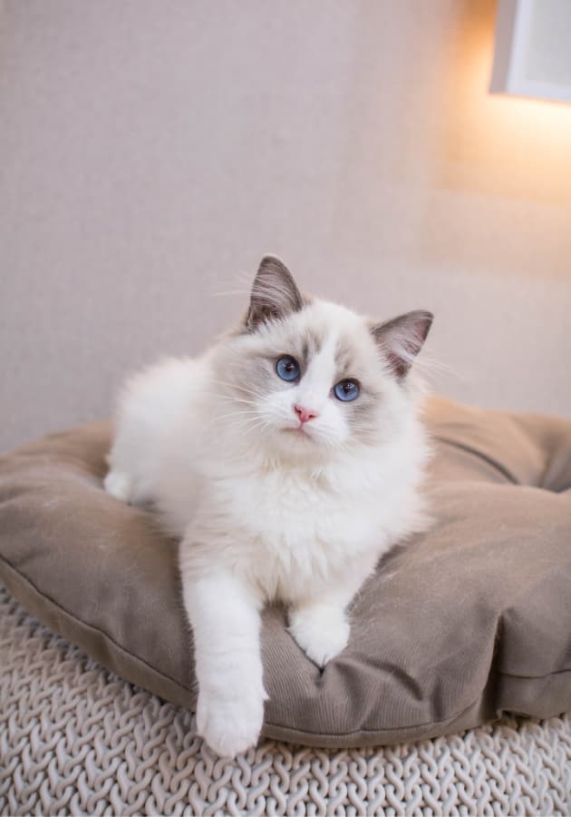 chat qui regarde avec un air interrogateur, type de photo idéale pour pratiquer la communication animale