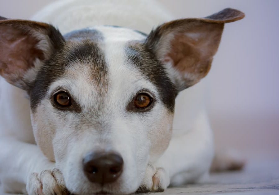 Photo d'un chien qui vous regarde intensement, type de photo idéal pour pratiquer la communication animale